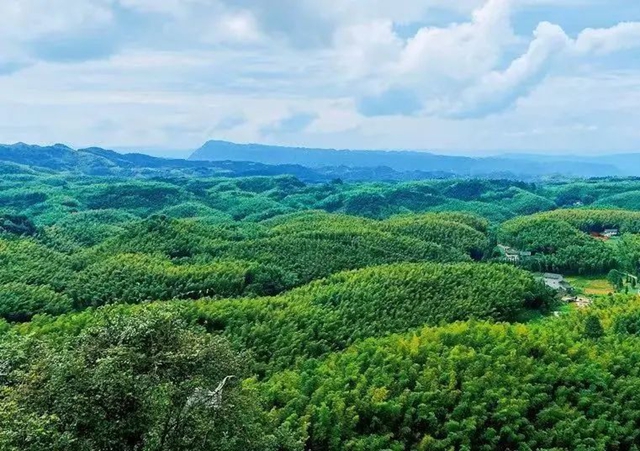 躲进“竹界天花板”大旺竹海,躺平、撒野、吃鲜到上头!(图3) 3.jpg