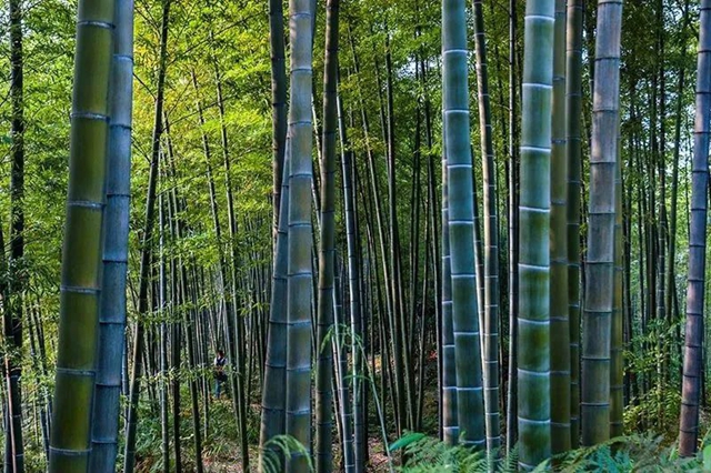 躲进“竹界天花板”大旺竹海,躺平、撒野、吃鲜到上头!(图6) 6.jpg