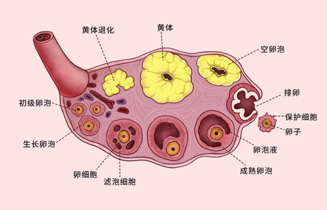 黄1.jpg