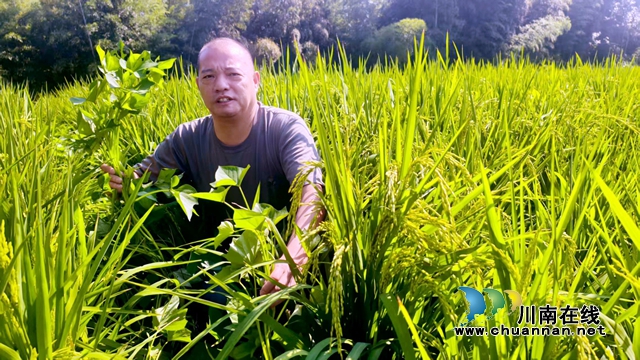 纳溪区新乐镇龙蟠村：旱稻套种红苕 方便管理又保水