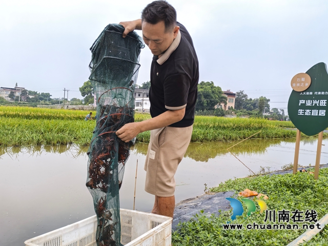 捕捉小龙虾上市（曾佐然摄）.jpg