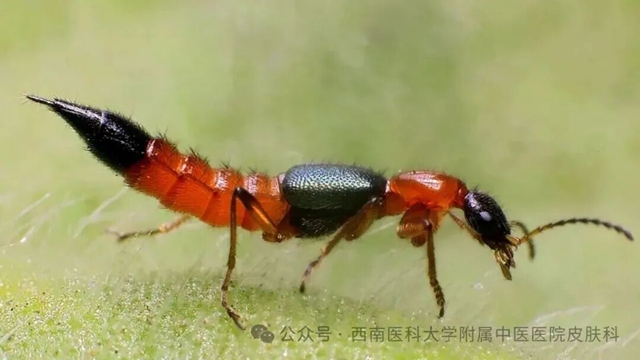 虫2.jpg