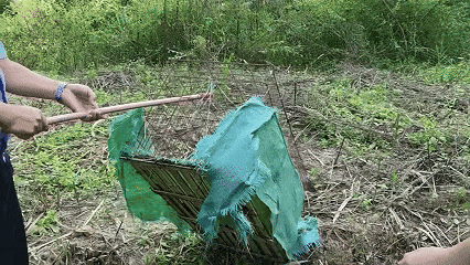 4.gif