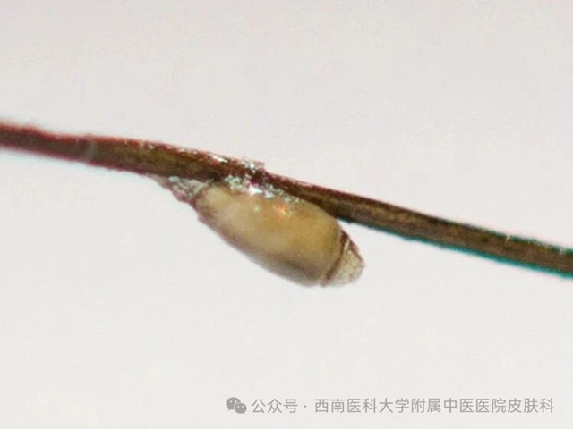 红4.jpg