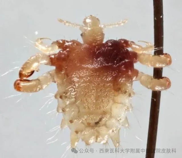 红2.jpg