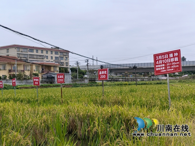 中稻+再生稻品种展示（曾佐然摄）.jpg