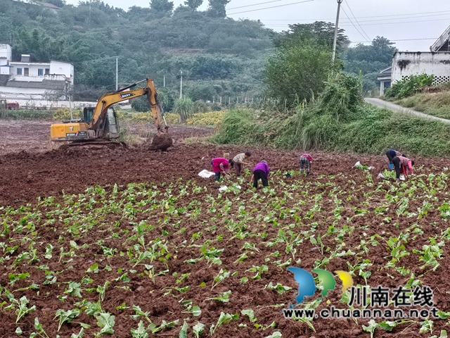 人工移栽油菜（曾佐然摄）.jpg