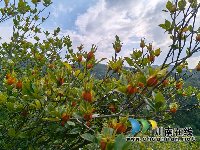 丰收在望的黄桅子（曾佐然摄）.jpg