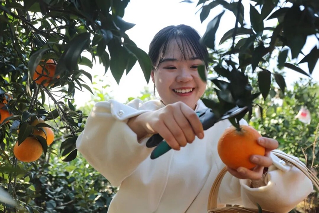 来龙马潭的橙园打卡,解锁初冬的第一口甜!(图4) 4.jpg
