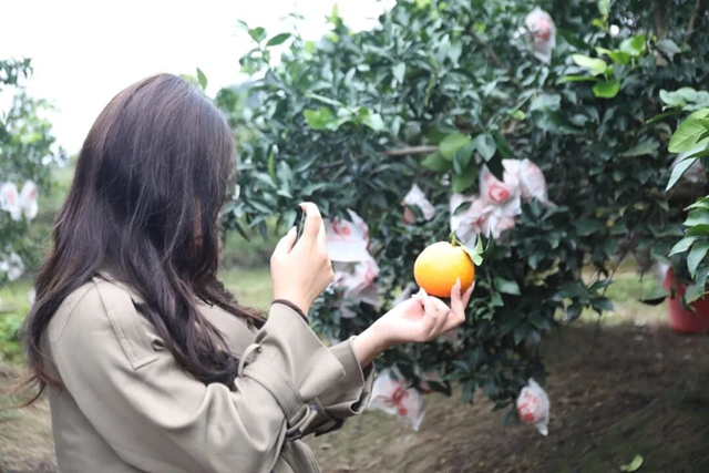 来龙马潭的橙园打卡,解锁初冬的第一口甜!(图18) 18.jpg