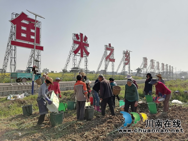 泸县彰德劳务专合社劳务经纪人罗燕组织泸县百和镇东岳村零散劳动力在金粮源智慧农业公司务工.jpg