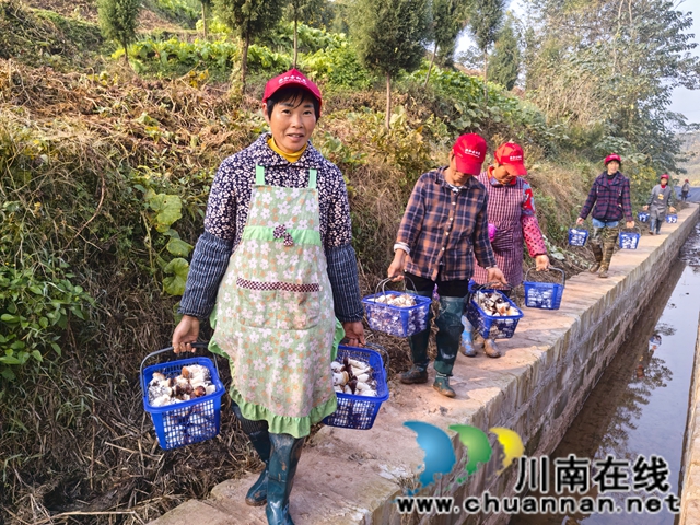 村民采摘赤松茸（曾佐然摄）.jpg