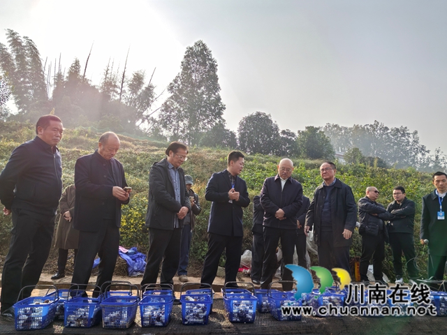 现场参观赤松茸（曾佐然摄）.jpg