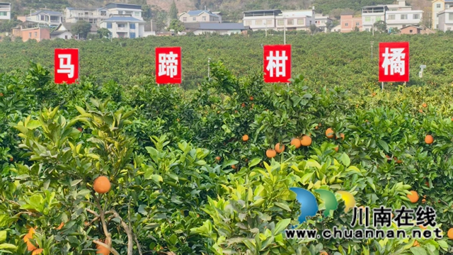 图6：标准化的甜橙园一角.jpg