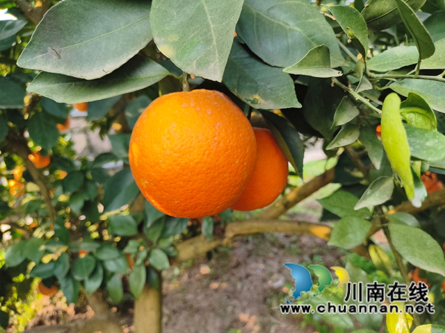 图5：马蹄甜橙汁多朡甜.jpg