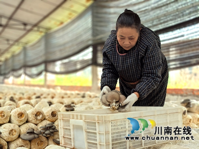 农户在泸州菌林农业科技有限公司种植基地采摘鲜菇.jpg