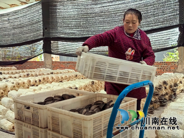 农户在泸州菌林农业科技有限公司种植基地运送鲜菇.jpg
