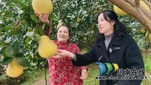 纳溪护国镇龙小芳：乐当“柚子书记”，带领群众共奔致富路