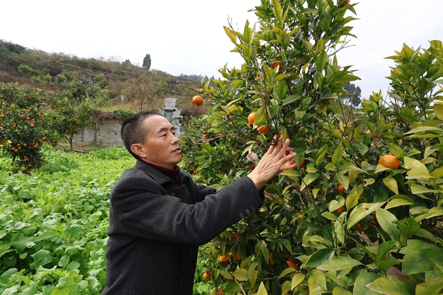 古蔺县东新镇：冬季果园管护忙，静待甜橙丰收时