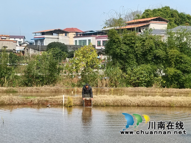 打破季节界限  紧盯春节市场｜泸县：捕大放小，小龙虾暖冬养殖领跑市场