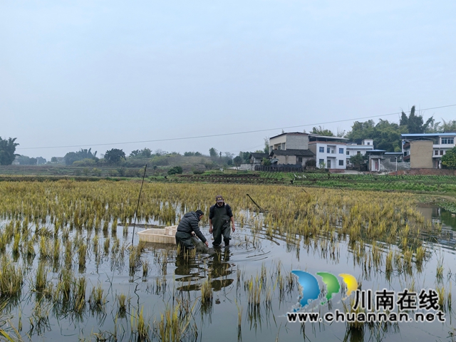 捕捉小龙虾2（曾佐然摄）.jpg