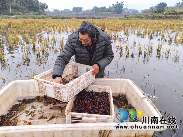 分检小龙虾1（曾佐然摄）.jpg