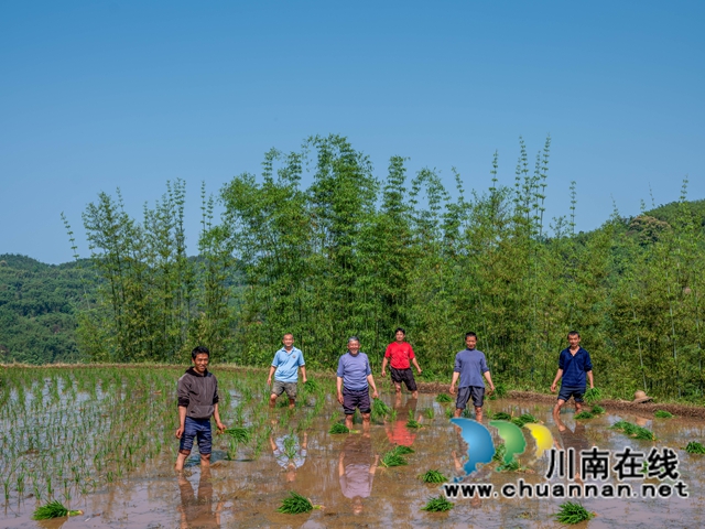 深耕于沃土，影像绘新章——评泸州摄影驻村赋能乡村振兴