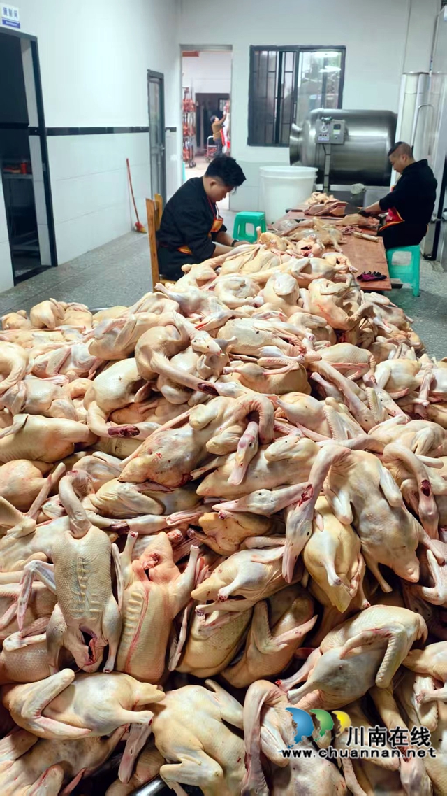 图1：工人在打理刚宰杀的土鸭.jpg