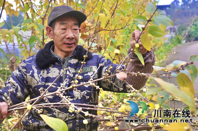 龙马潭：蜡梅盛放“金”满枝，特色种植促增收