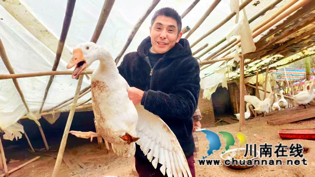 图3：肖云松精挑细选大白鹅；.jpg