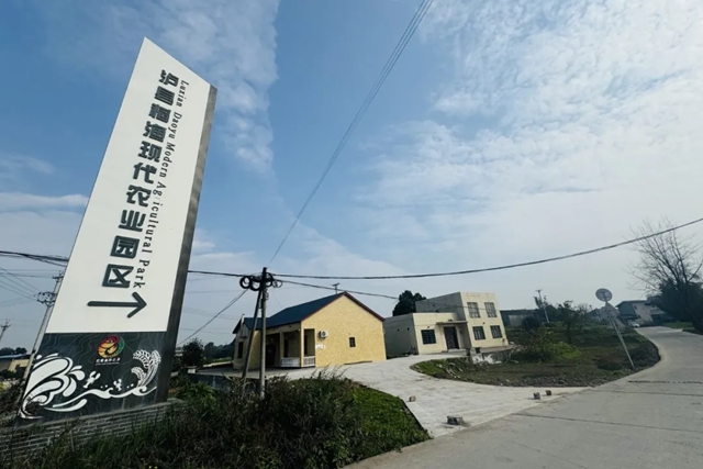日销万斤、订单排到四月,泸县“早虾”起捕(图6) 6.jpg