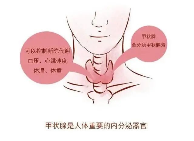 甲2.jpg