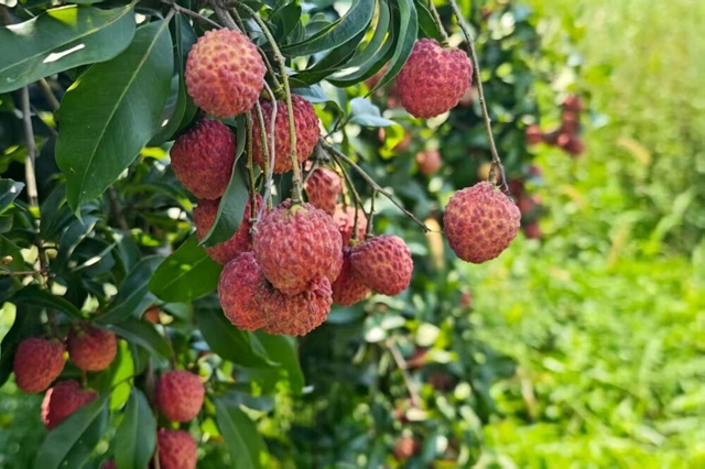 合江市场监管：夏日你尝到的每一口鲜甜荔枝，都源自冬日开始的“链式”监管