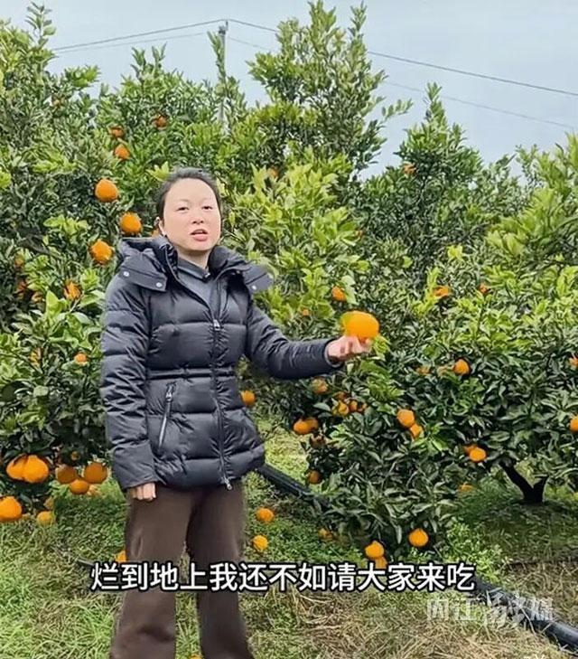 60亩柑橘免费摘！连日来，内江红岩村这片果园又“甜”又“暖”