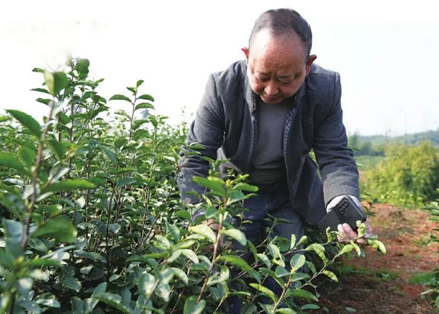 追着芽头开采 纳溪特早茶 一出车间就飞全国