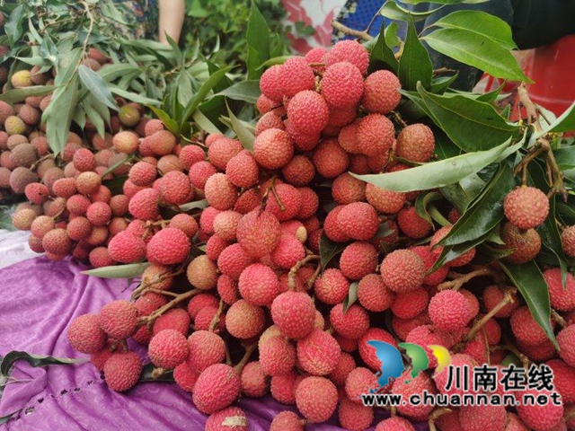 荔枝.jpg