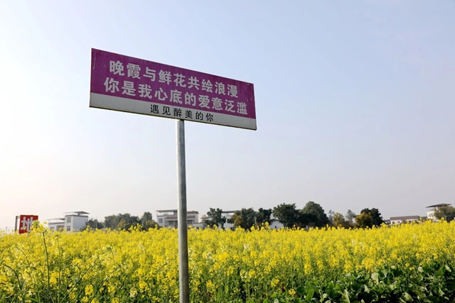 官宣!泸县喻寺and海潮菜花主题活动本月底启幕(图4) 4.jpg