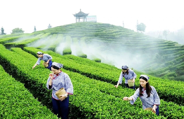 和美纳溪年 | 年味浓、景色佳，来纳溪把春节过成诗！