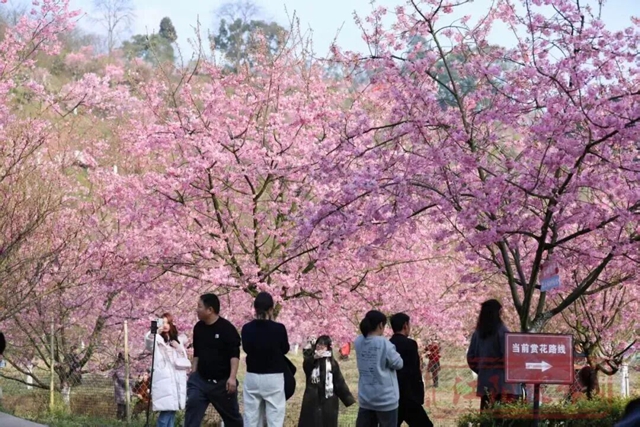 乘便捷公交赏樱花｜泸州：丹林樱花谷，春日正相逢