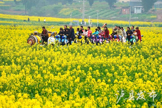 金色花海遇非遗！泸县这场春日盛宴即将启幕