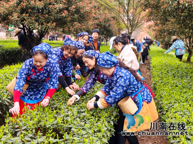 茶香韵初心 巾帼展芳华｜民建泸州市委会开展“三八”国际妇女节主题活动