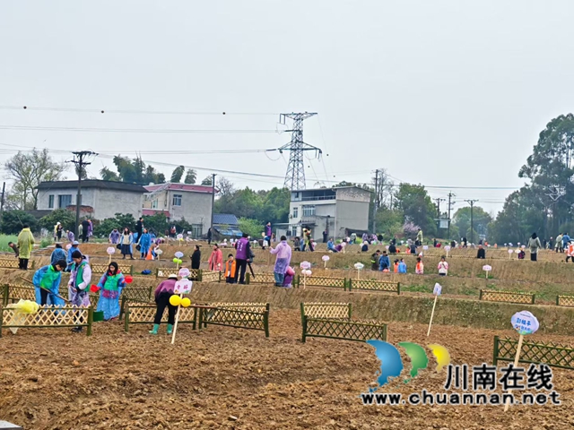 赏花经济向体验经济转变｜260名向日葵“主理人” 共赴泸县春播之约
