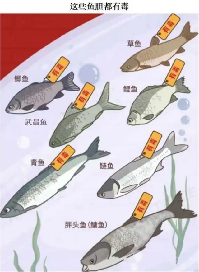 鱼4.jpg