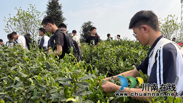 踏春采茶砺意志 劳动实践促成长｜纳溪区护国中学开展劳动实践活动