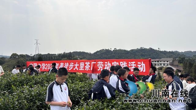 采茶活动1.jpg
