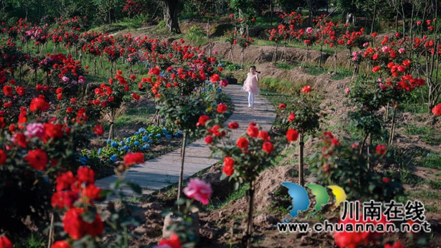 泸县兆雅罗家花园：四季花香