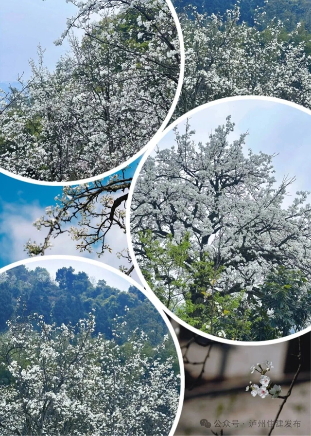 一起Color Walk，解锁泸州美！
