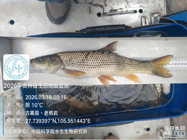 鱼1.png