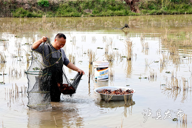 火到重庆！泸县稻虾凭实力圈粉
