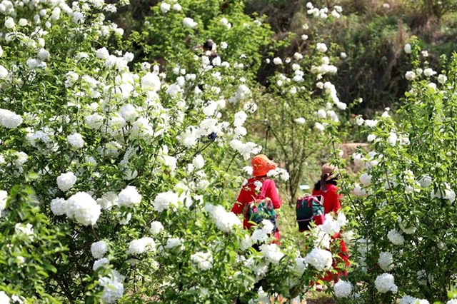 泸州藏了个“莫奈花园”！这里绣球花开成海，美到失语